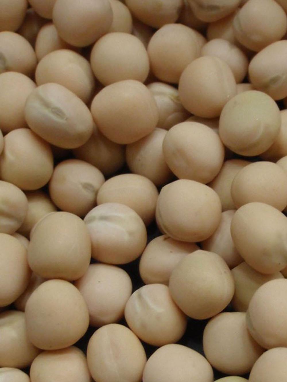 Forage Pea